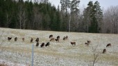 Större flock mufflonfår verkar etablera sig kommunen – men var kommer de ifrån? VIDEO: Detta vet vi