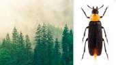 Sällsynt insekt har hittats i Västerbotten • Bild: Så ser den ut
