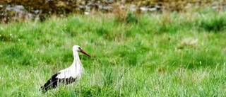 Storken på besök i Ringarum