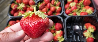Stickprover kan avslöja jordgubbsfusk
