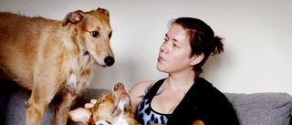 Aylas adopterade hundar bryter sig in om toadörren är stängd: "De får separationsångest"