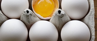 Äggforskningen går framåt – snart kan man könssortera ägg: "Ett problem att avliva tuppkycklingar"