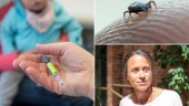 TBE-vaccin eller inte? Svår fråga på Gotland – för det är inte gratis • Samtidigt ökar smittan