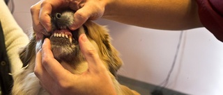 Fick dra ut över 20 tänder på misshandlad hund