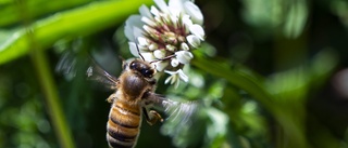 Miljoner ska gynna ängar, blommor och bin