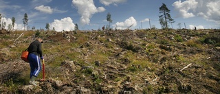 Plantdöd undersöks av skogsforskare