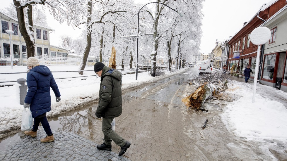 Örebro den 8 april. Träd har knäckts av snön.