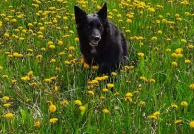 Det var oroväckande tyst på maskrosängen när jag vara ute med hunden härom dagen. Inte ett zurr. Hur mycket levande och vild natur kan skapas i vår kommun om alla hjälps åt? skriver signaturen "Stina".