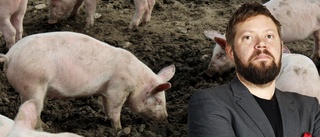 "Tycker ni att maj varit kall? Skaffa er grisar – det håller er garanterat varma"