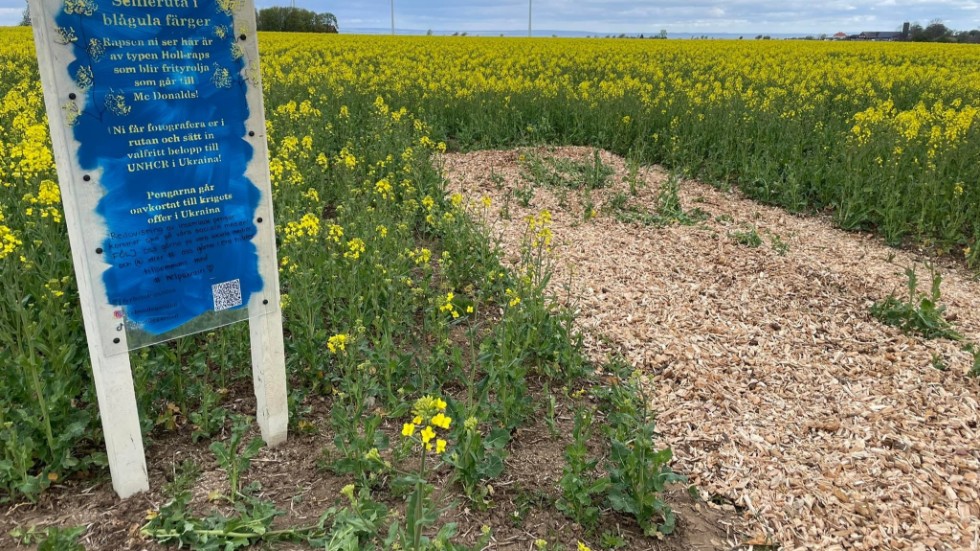 För att slippa få sina odlingar nedtrampade har en lantbrukare skapat en selfie-ruta vid raps- och blomfältet. Pressbild.