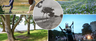 Bortglömda sällskapet ligger bakom Visbys grönområden • ”Träd stod högre upp på dagordningen förr”