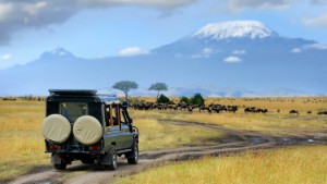 Kenya - stora safariresan