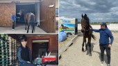 TV: Hästarna i Butja har återvänt till stallet • ”Jag vill ge dem det liv de förtjänar”