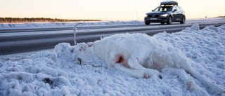 Varnar för hundratals renar på Kallaxvägen