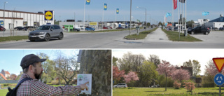 Stora planer för nya träd i Visby • Almedalen, Skarphäll och Bingeby • Flera exotiska arter planteras • ”En allé med svarttallar är bra”
