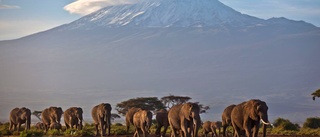 Christian Dahlgren: Bondeförbundare på Kilimanjaro