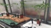 Studie: Så låter växter när de plågas