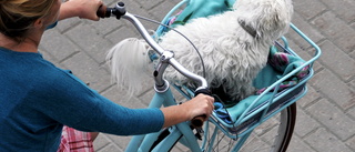 Låt inte cykelturen bli en plåga för hunden