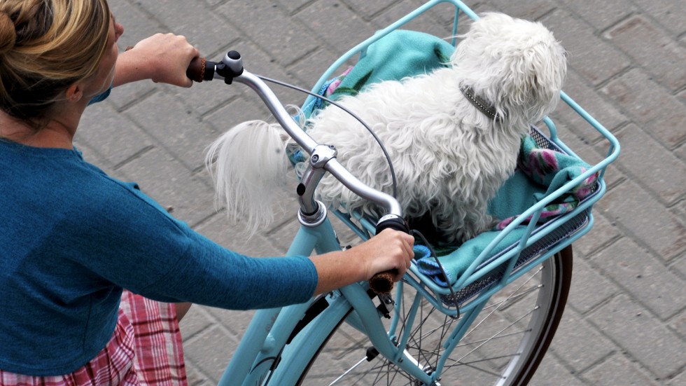 Att cykelmotionera med hund kan innebära risker, om man inte har kunskap, poängterar insändarskribenten. "Småhundarna placerar man lämpligast i cykelkorgar från starten och får vara där till framkosten, säkrast och bäst." 