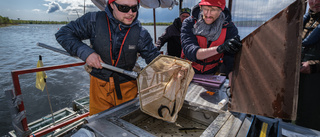 Torneälvens fiskar kartläggs i stor undersökning