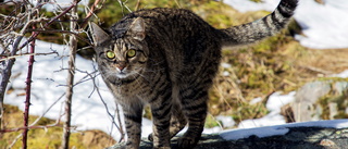 Törstig och skadad katt omhändertogs akut