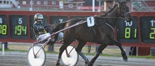 Expertens tips till Bodentravet