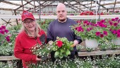 De har satt sin sista blomma – klassiska handelsträdgården säljs 