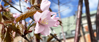 Nu blommar körsbärsträden i Luleås stadspark