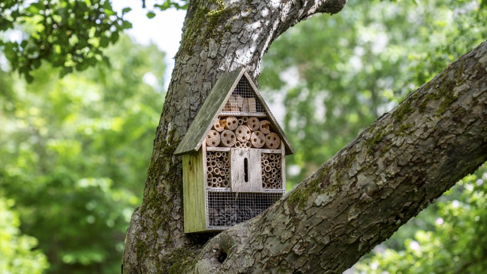 Bygg insektshotell, spara gamla trädstammar där insekter trivs, och låt det finnas platser där vilda djur kan leva, skriver Raymond Wigg, Naturskyddsföreningen Trosabygden