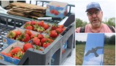 De satsar på lokala jordgubbar – odlas vid Kvännaren