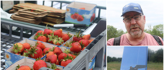 De satsar på lokala jordgubbar – odlas vid Kvännaren