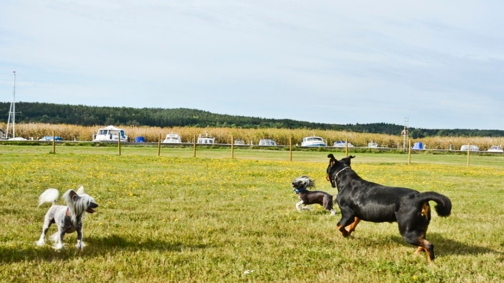 Kommunstyrelsen tycker inte att kommunen ska bekosta en hundrastgård i Rimforsa. Det fastslogs under senaste sammanträdet. (Arkivbild)
