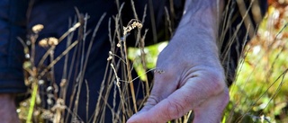 Plan för att skona värdefull natur