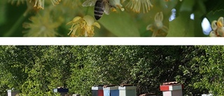 Sökes: Fler biodlare efter "katastrofala honungsår"