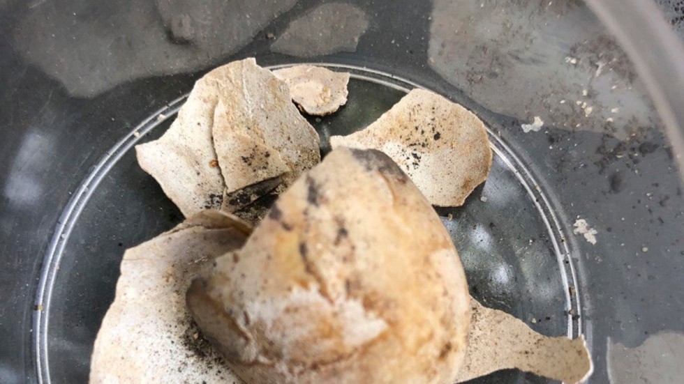 Rester av sköldpaddans ägg som hittades inuti den.