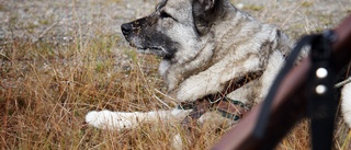 Jakthundar smet – bet hund i ryggen och hundens matte i ansiktet ✓Ägaren åtalas för vållande till kroppskada