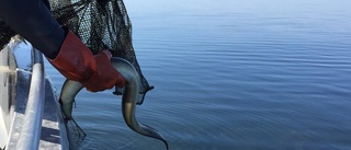 Förbud mot ålfiske införs i höst