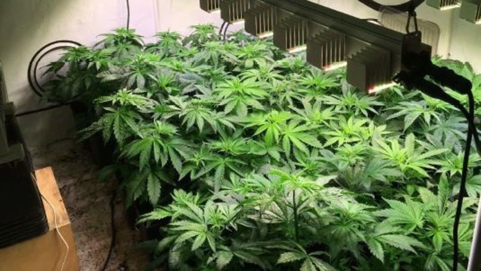 En av odlingarna som polisen hittade i februari. Enligt domen har paret odlat sammanlagt 21,5 kilo cannabis och av den mängden ska minst 1,5 kilo ha sålts.