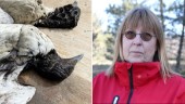 Fler döda fåglar – nu även på Gotlands östra sida