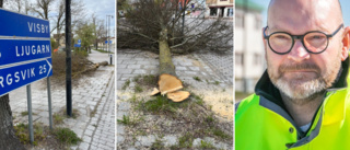 Hot om polisanmälan efter trädfällning mitt i Hemse • Trafikverkets förklaring: ”Vi diskuterade olika lösningar” 