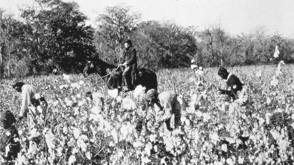 Övervakade slavar vid en amerikansk bomullsplantage på 1850-talet.