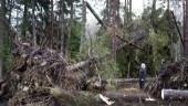 Alfrida fällde 50 000 kubik skog på Gotland