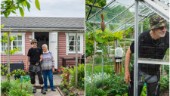 Livet med kolonistuga – se parets gröna oas i centrala Uppsala: "Hellre här än Thailand"