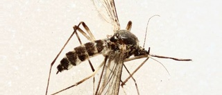 Ovanliga myggor på Gotland