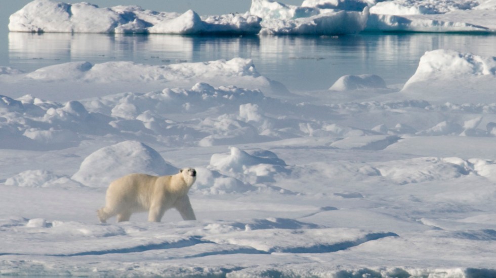 Flera forskningsprojekt om klimatförändringarna i Arktis har pausats till följd av sanktionerna mot Ryssland. På bilden en isbjörn i Baffinbukten mellan Grönland och Kanada. Arkivbild.