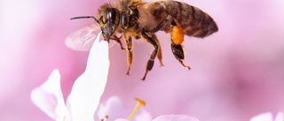 Vilda bin högt i kurs i Gnesta