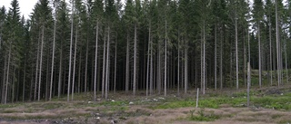 Träden som nu tas ner skulle kunna stå kvar i flera decennier