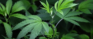 Grönt stöd för laglig cannabis i Finland