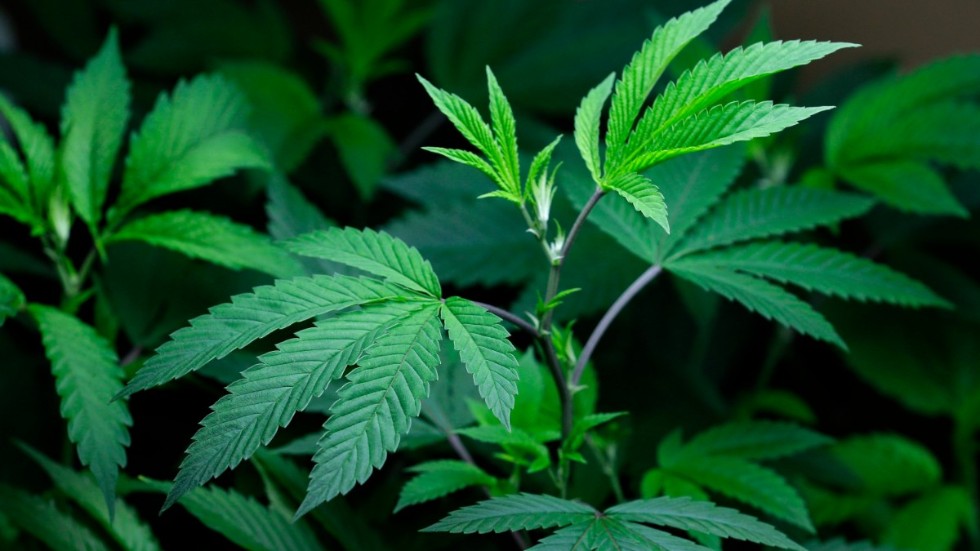 Kongressen körde över De grönas partistyrelse om cannabislegalisering. Arkivbild.