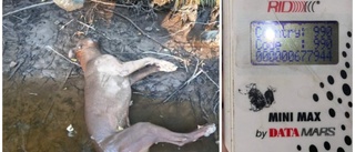 Död hund hittad i vattnet – "Jag höll på att spy"